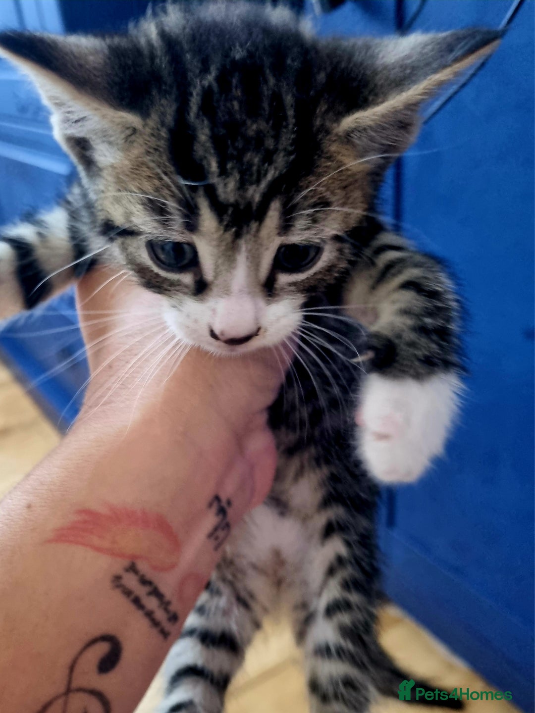 Domestic Shorthair cats for sale: Cats for adoption  - Image 6