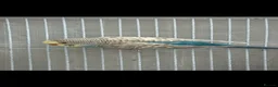Budgerigars birds for sale: Breeding cages with budgies in Plymouth - Advert 2