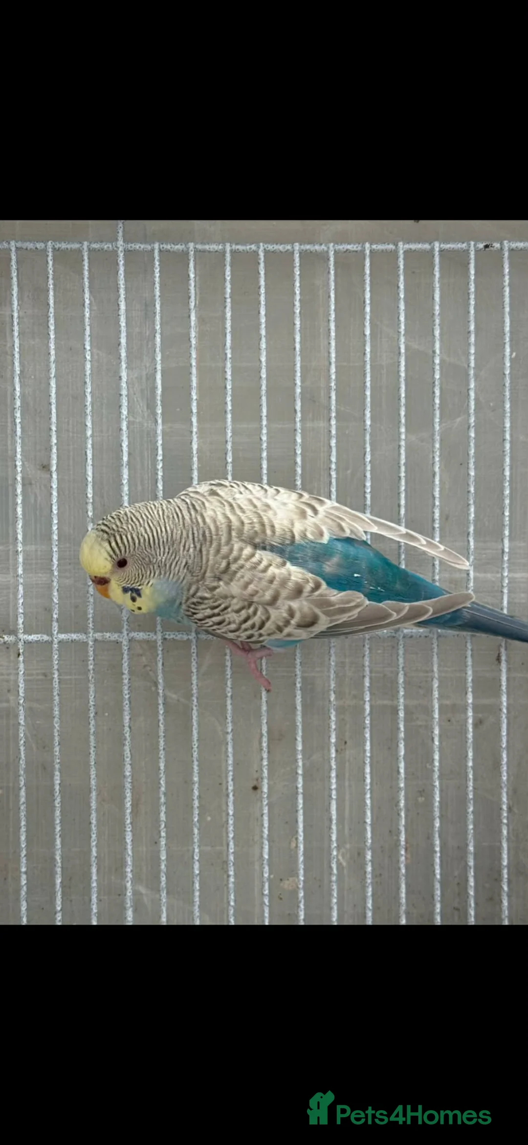 Budgerigars birds for sale: Breeding cages with budgies in Plymouth - Advert 2