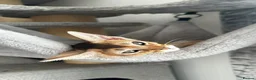 Abyssinian cats for sale: Last boy available Abyssinian kittens  - Advert 7