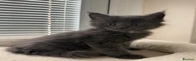 Maine Coon 5