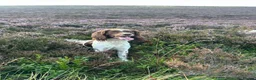 English Springer Spaniel dogs for sale: Working Springer Spaniels - Advert 23