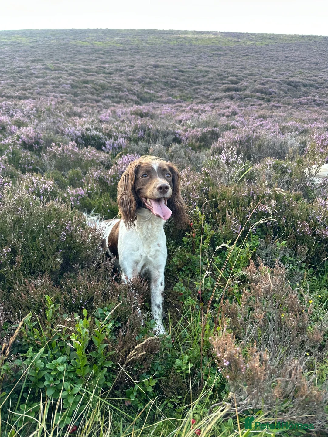 English Springer Spaniel dogs for sale: Working Springer Spaniels - Advert 23