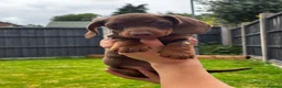 Miniature Dachshund dogs for sale: Miniature Dachshund puppies - Advert 4