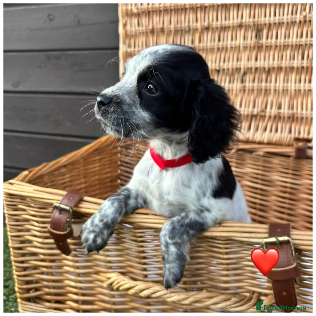 Cocker Spaniel dogs for sale: Pure Breed Cocker Spaniel Puppies For Sale - Advert 16