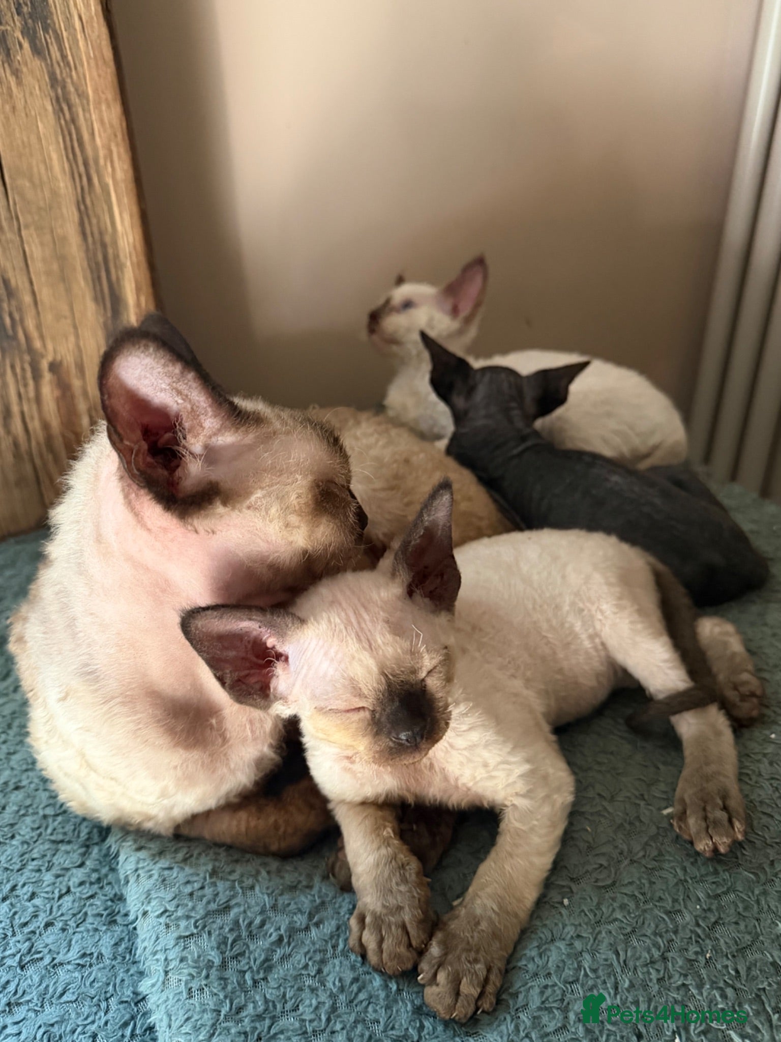 Devon Rex cats Two mischievous Devon Rex boys  - Advert 2