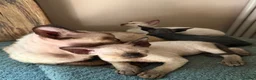 Devon Rex cats for sale: Two mischievous Devon Rex boys  - Advert 18
