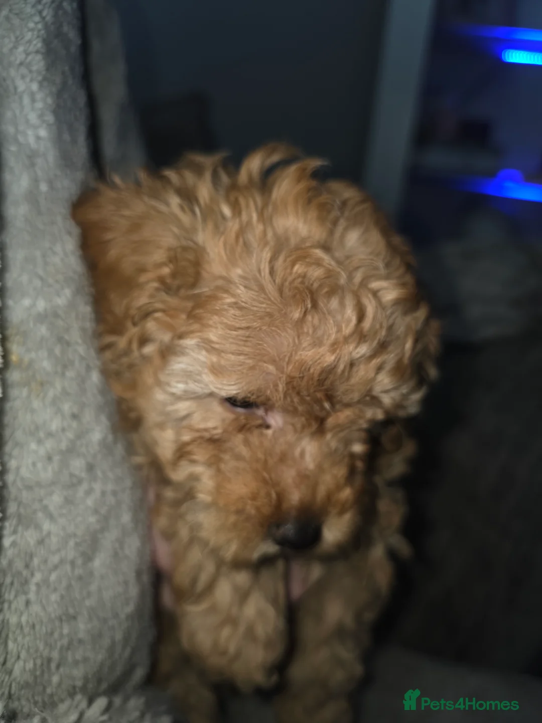 Poochon dogs for sale: Poochon puppies - Advert 8