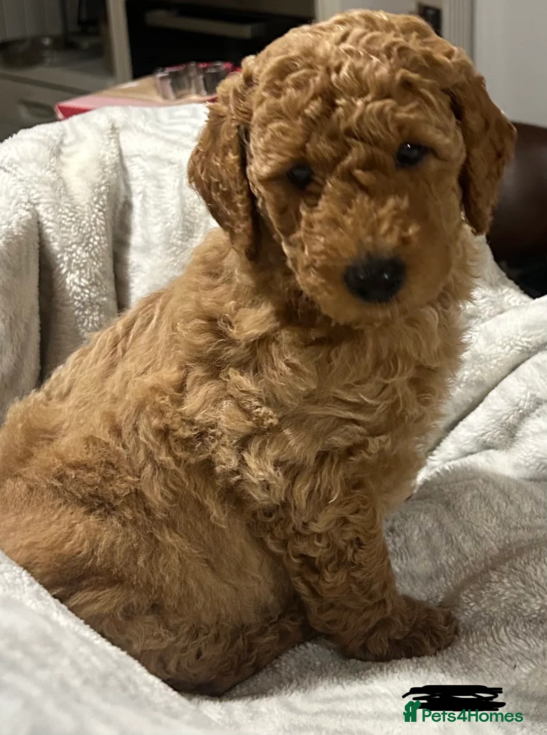 Miniature Poodle dogs for sale: KC REG MINIATURE POODLE PUPS - Advert 4