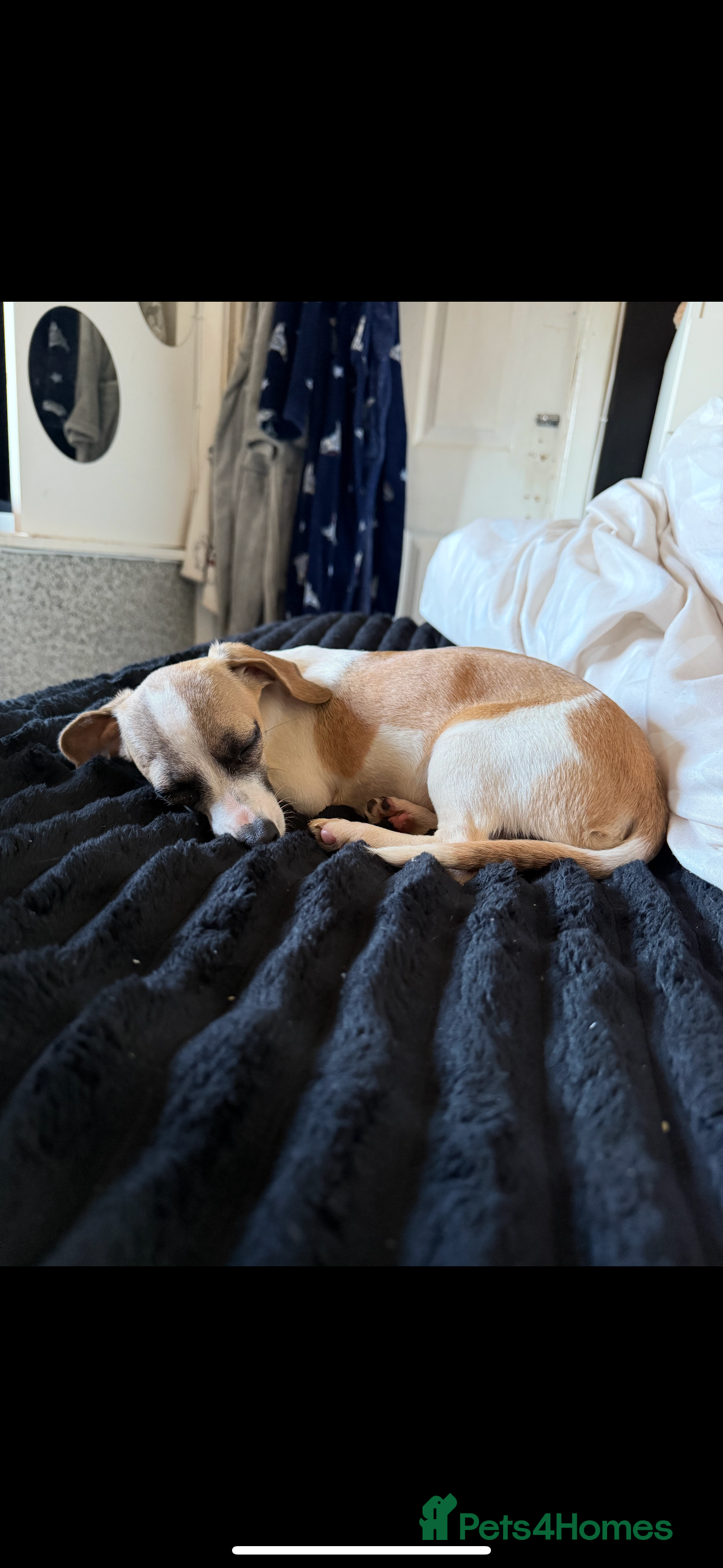 Chiweenie dogs Mavis  - Advert 9