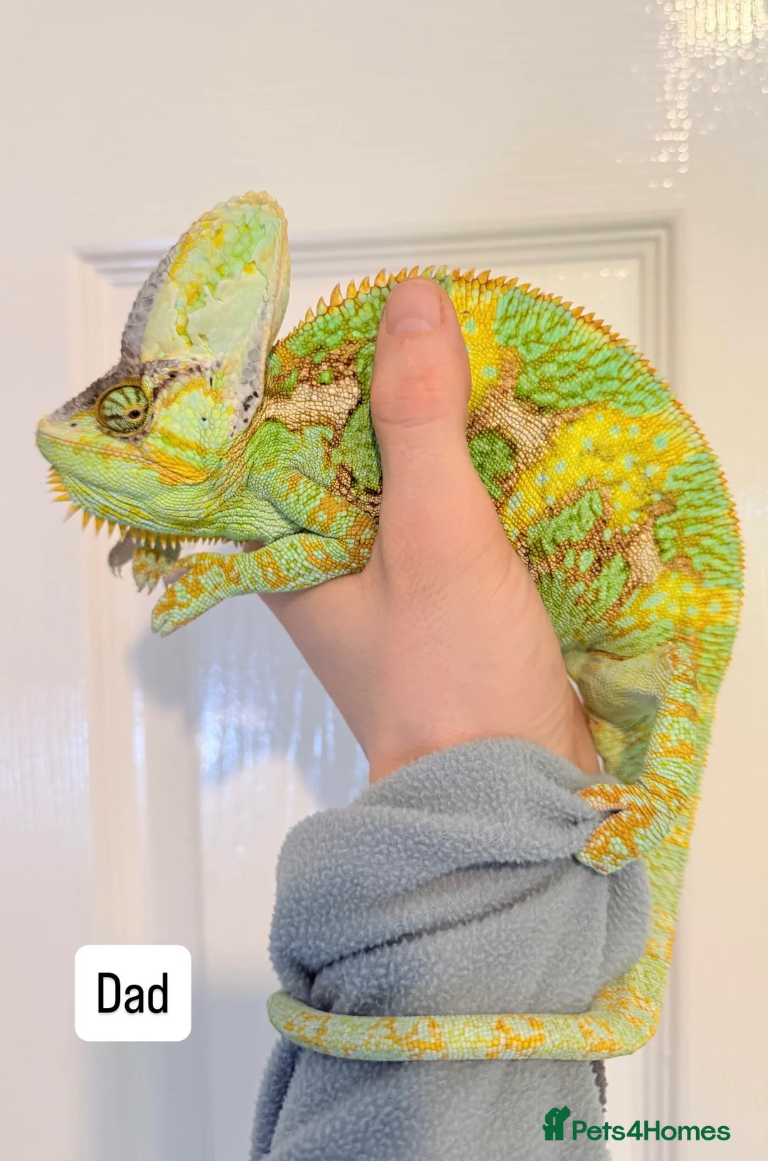 Chameleon reptiles for sale: Yemen/Veiled chameleons - Advert 4