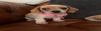 Miniature Dachshund 3