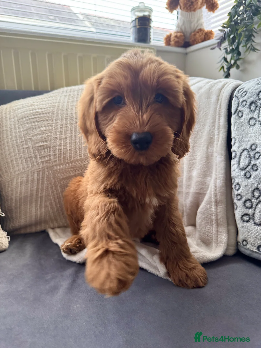 Australian Labradoodle dogs for sale: WALA Superior Australian Labradoodles-Waiting List - Advert 7