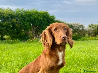 Cocker Spaniel dogs in Spennymoor - Advert 13