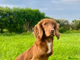 Cocker Spaniel dogs KC Fully Health Tested Red Working Cocker Spaniel in Spennymoor - Advert 8