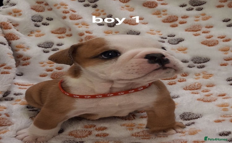 English Bulldog dogs - Advert 1