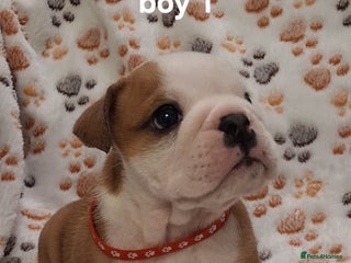 English Bulldog dogs - Advert 31