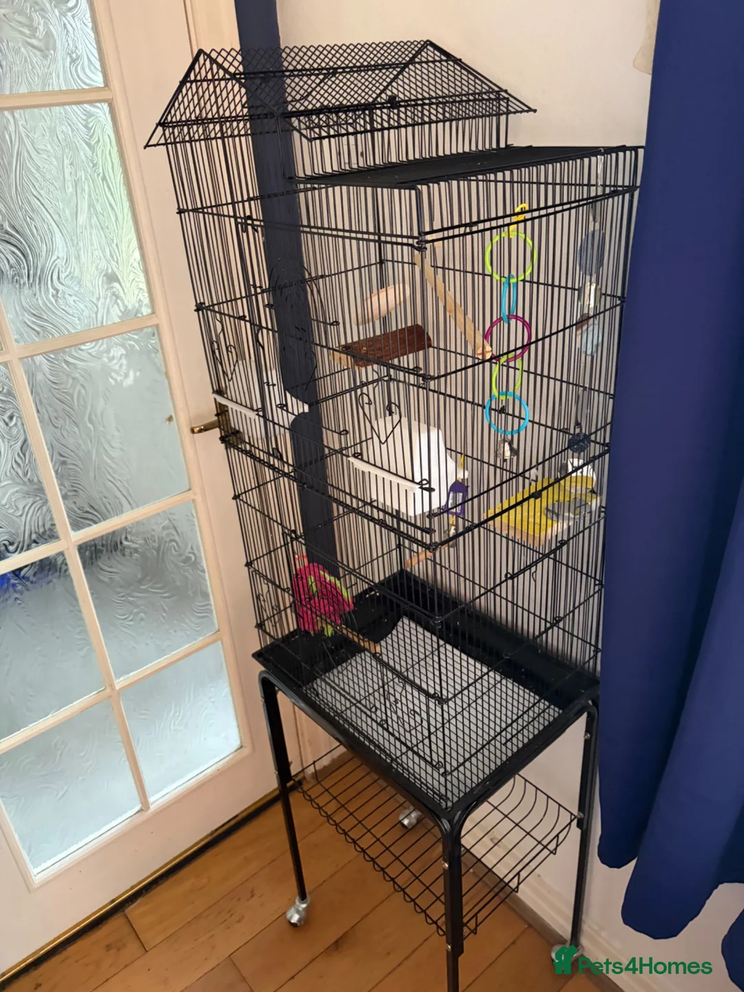 Budgerigars birds for sale: Lovely Male English Budgie for sale  - Advert 8