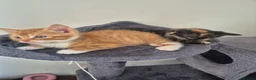 Mixed Breed cats for sale: 6 enjoyable kittens looking for forever home - Advert 12