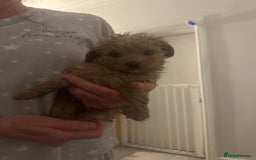 Toy Poodle dogs for sale: Toy poodle puppy for sale  - Image 4