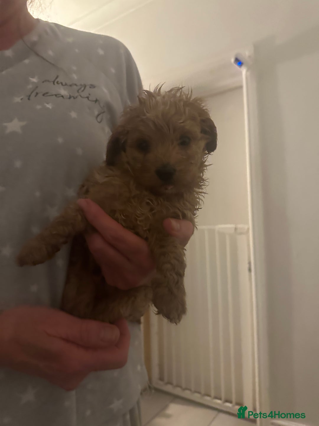 Toy Poodle dogs for sale: Toy poodle puppy for sale  - Image 4