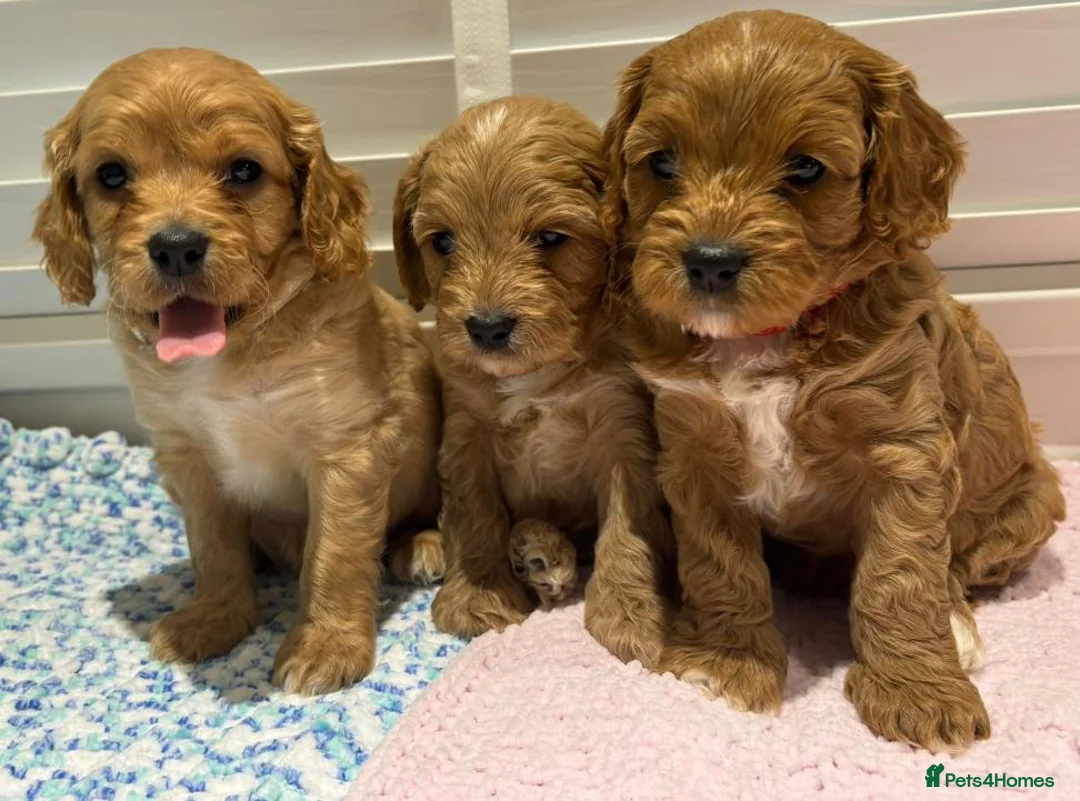 Cavapoo dogs for sale: F1 cavapoo in Gravesend - Advert 2