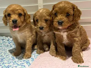 Cavapoo dogs F1 cavapoo - Advert 6