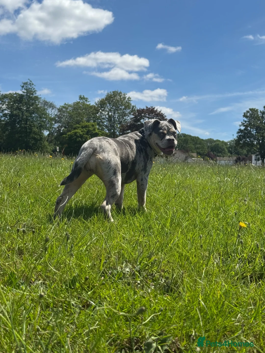 Mixed Breed dogs for sale: French Bulldog X    in Chatham - Advert 1