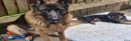 German Shepherd dogs for sale: Beautiful German shepherd puppies 1 left - Advert 15