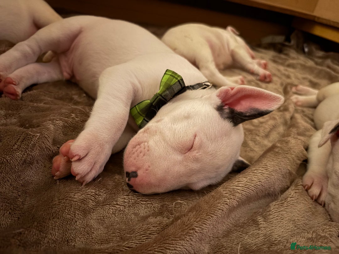 English Bull Terrier dogs for sale: Stunning Pedigree English Bull Terrier Puppies  - Advert 1