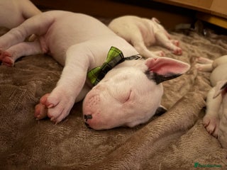 English Bull Terrier dogs - Advert 2