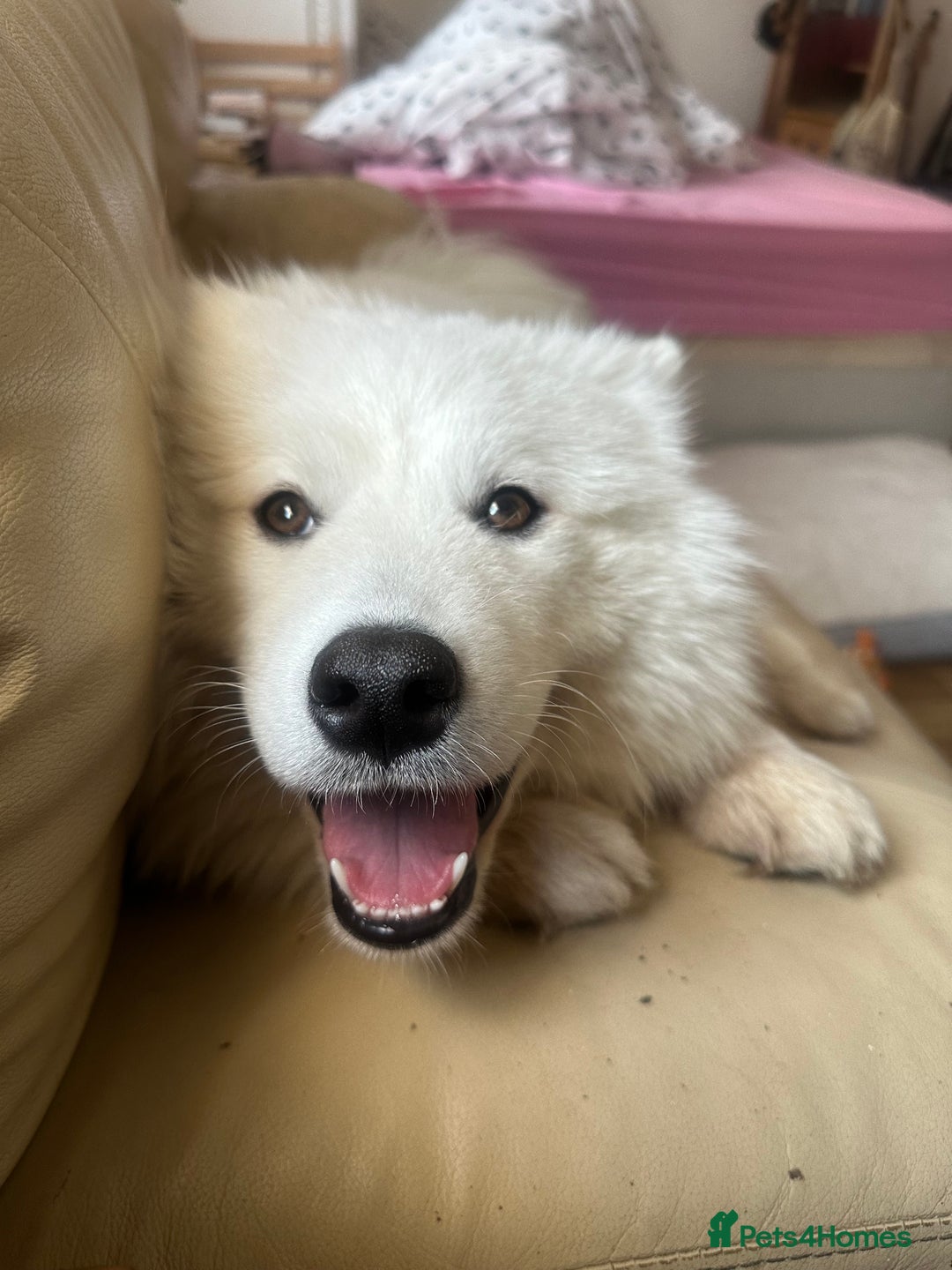 Samoyed dogs for sale: URGENT: 1-Year-Old Dog Needs Home in 7 Days - Advert 11