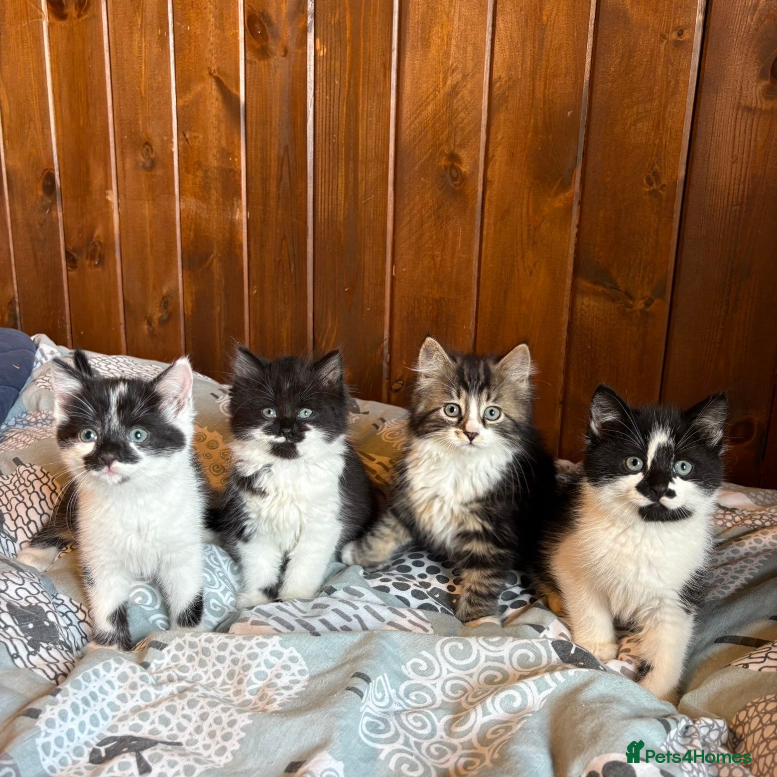 Mixed Breed cats Kittens for sale  - Advert 1