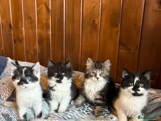 Mixed Breed cats Kittens for sale - Advert 1
