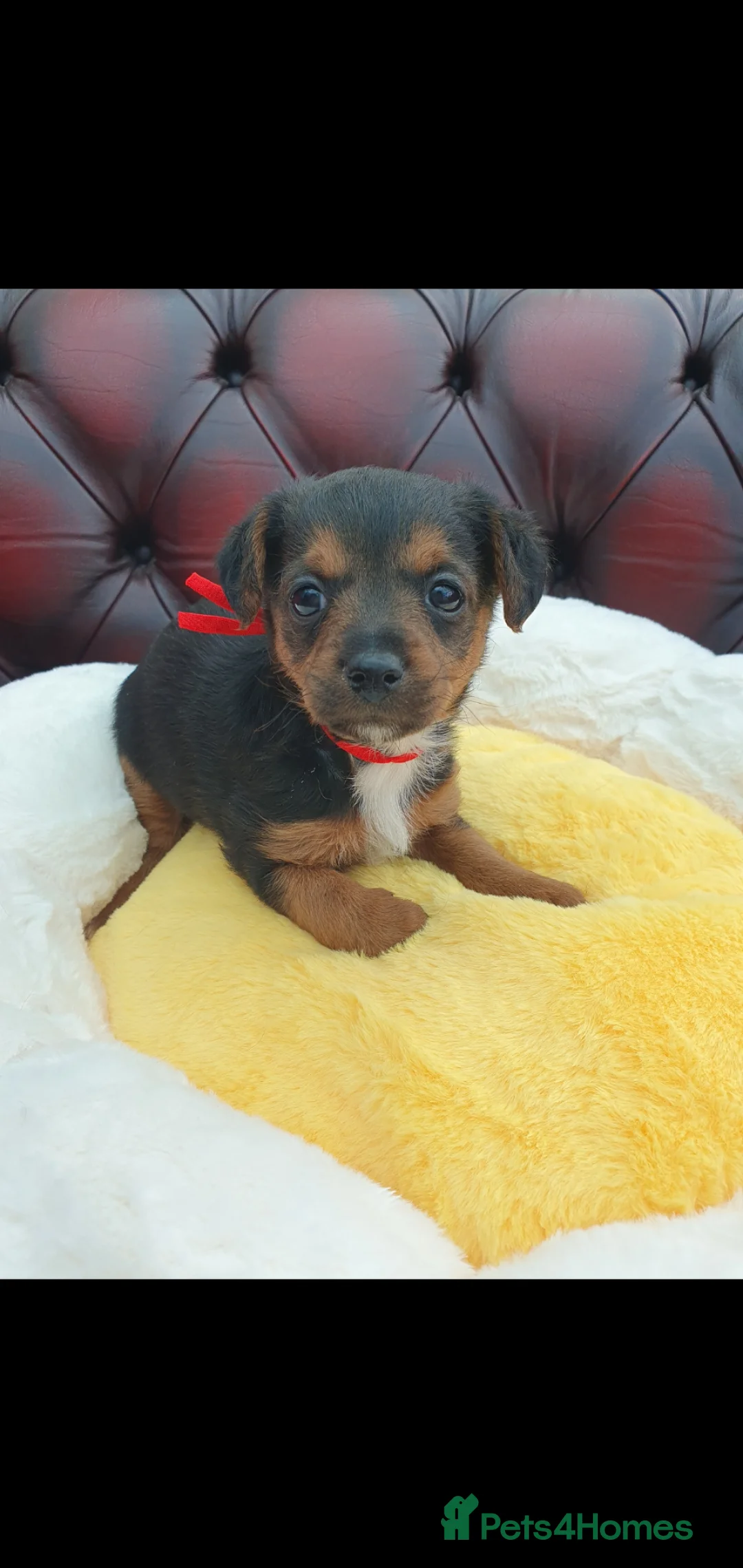 Jackapoo dogs for sale: F1 ADORABLE JACKAPOO PUPPIES - Advert 1