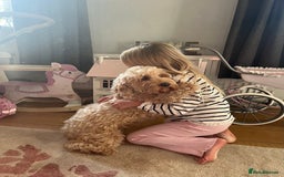 Cockapoo dogs for sale: Cockapoo puppies - DNA Health test clear  - Image 30
