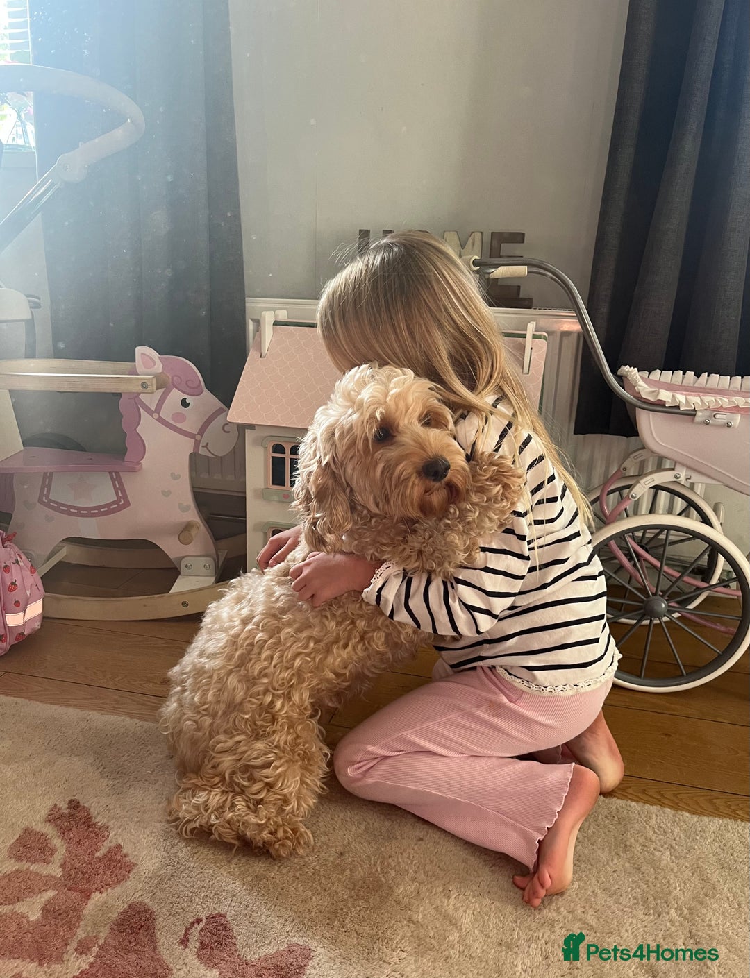 Cockapoo dogs for sale: Cockapoo puppies - DNA Health test clear  - Image 30