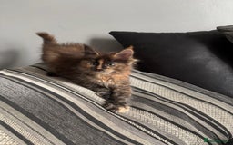 Maine Coon cats for sale: Maine coon and maine coon cross kittens ready.  - Image 9
