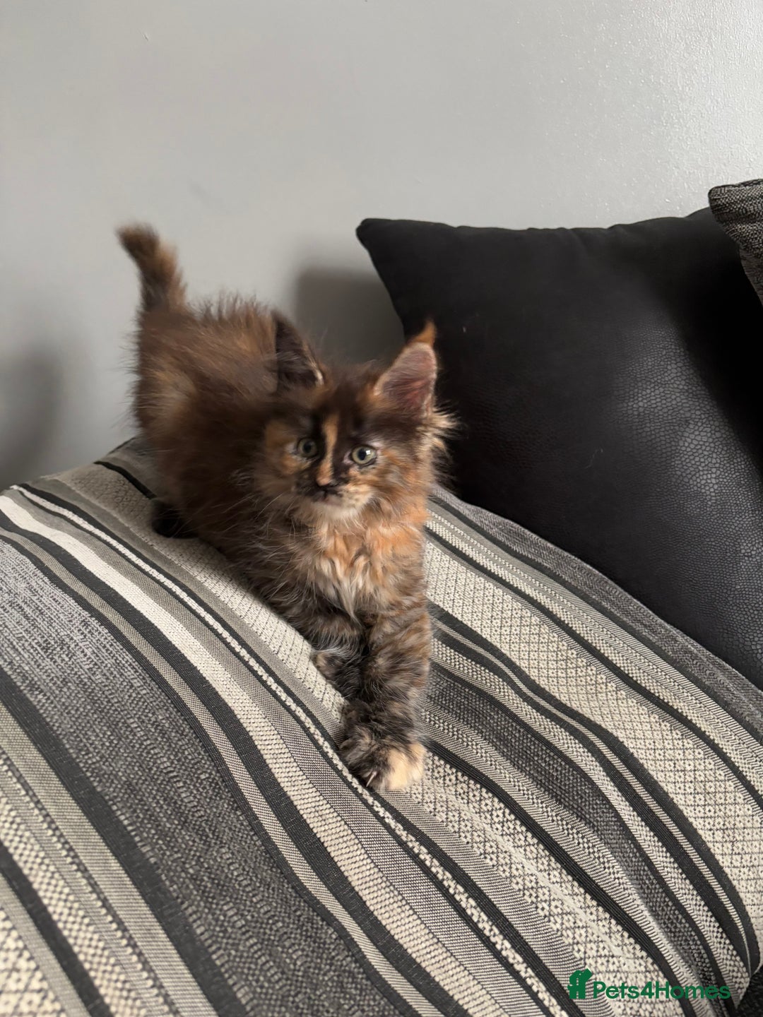 Maine Coon cats for sale: Maine coon and maine coon cross kittens ready.  - Image 9
