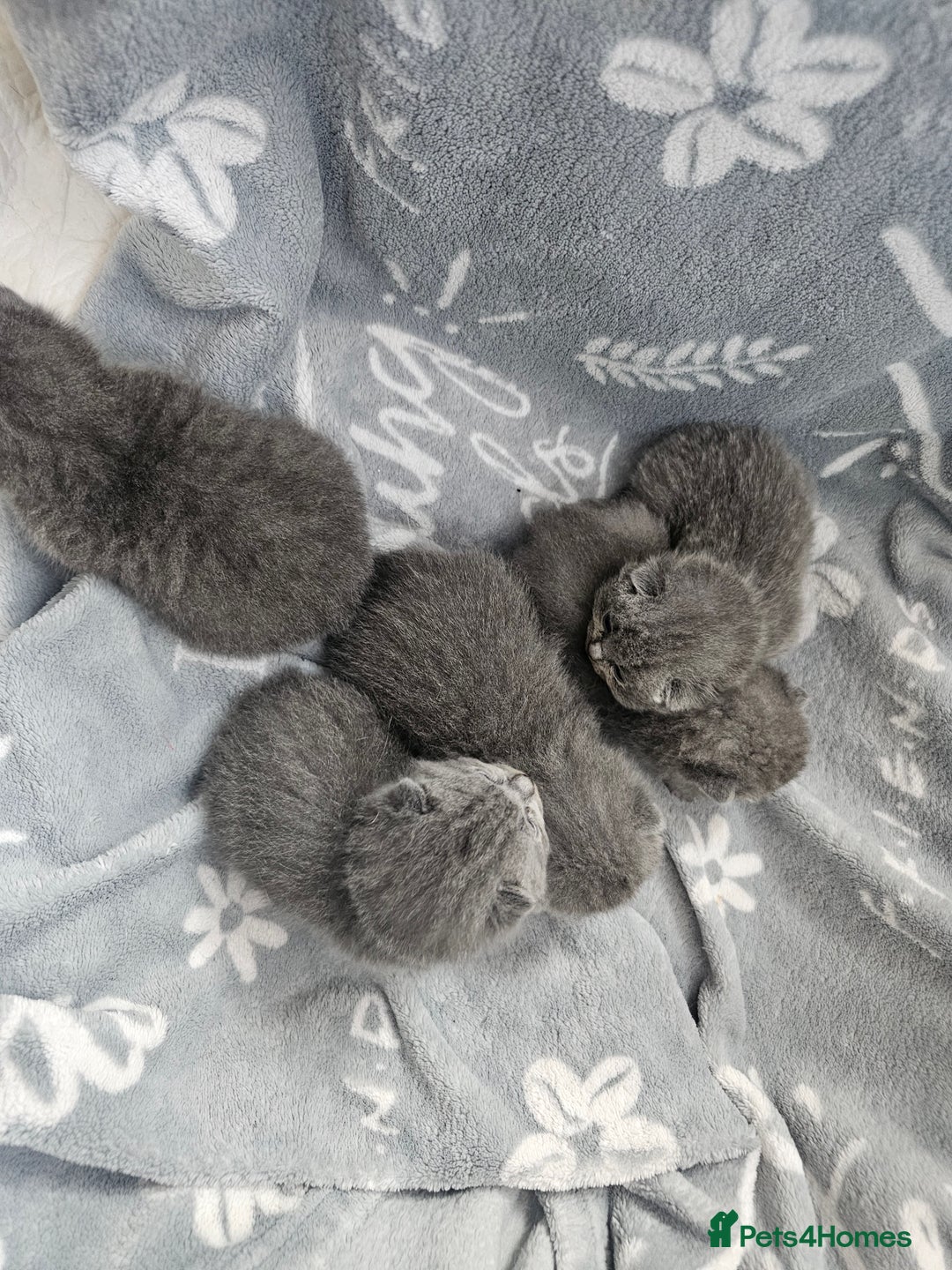 British Shorthair cats for sale: Bella  - Image 6