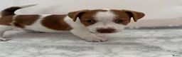 Jack Russell dogs for sale: Bred From Health Tested Parents - Advert 7