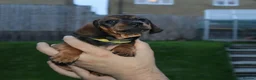 Dachshund dogs for sale: 7 dachshund pups for sale in Bradford - Advert 27