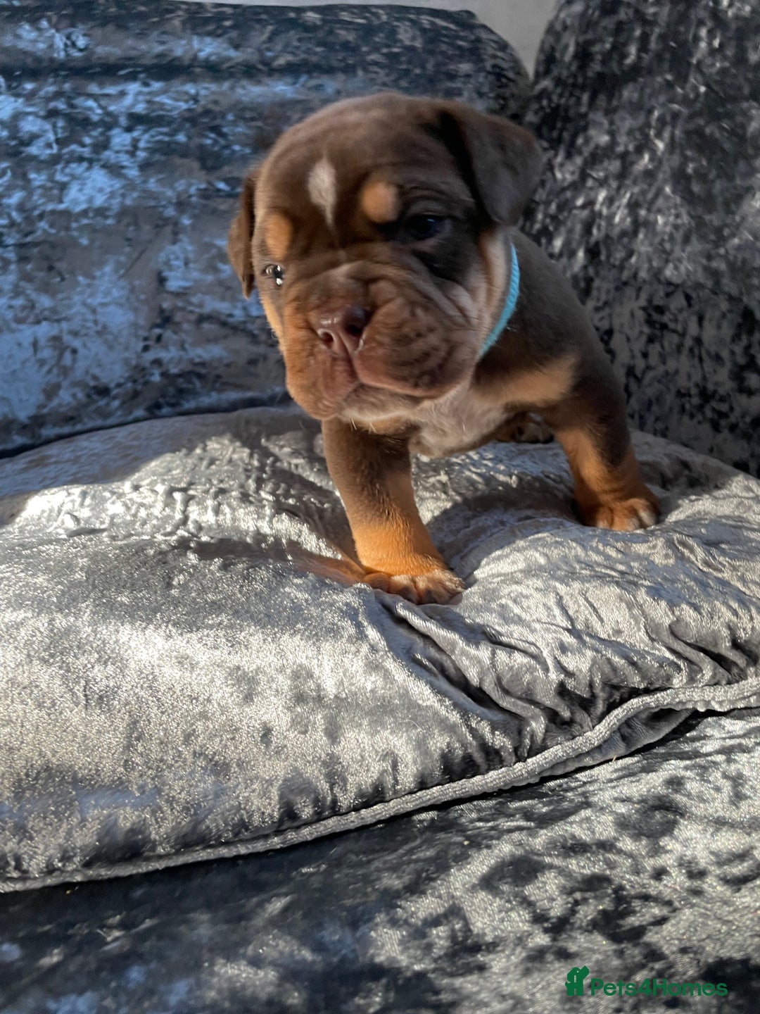 Olde English Bulldogge dogs for sale: NEBBR registered Olde English bulldogge puppies - Advert 6