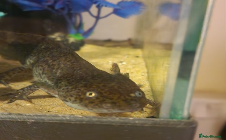 Axolotl reptiles 4 axolotls - Advert 2