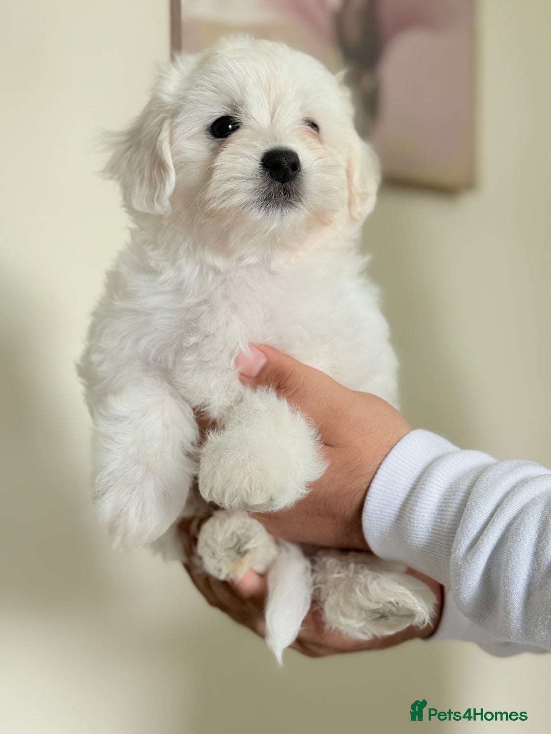 Maltese dogs for sale: Maltese pups/dogs/puppies  - Image 13