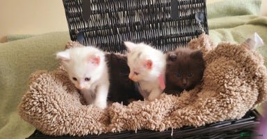 Norwegian Forest Cat cats - Advert 10