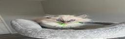 Ragdoll cats for sale: GCCF ragdoll kittens for sale - Advert 25