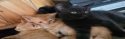 Ragdoll cats for sale: Six half ragdoll kittens, four black, two ginger - Advert 9