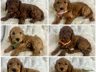 Mini Goldendoodle dogs Top Quality Miniature Goldendoodle puppies - Advert 3