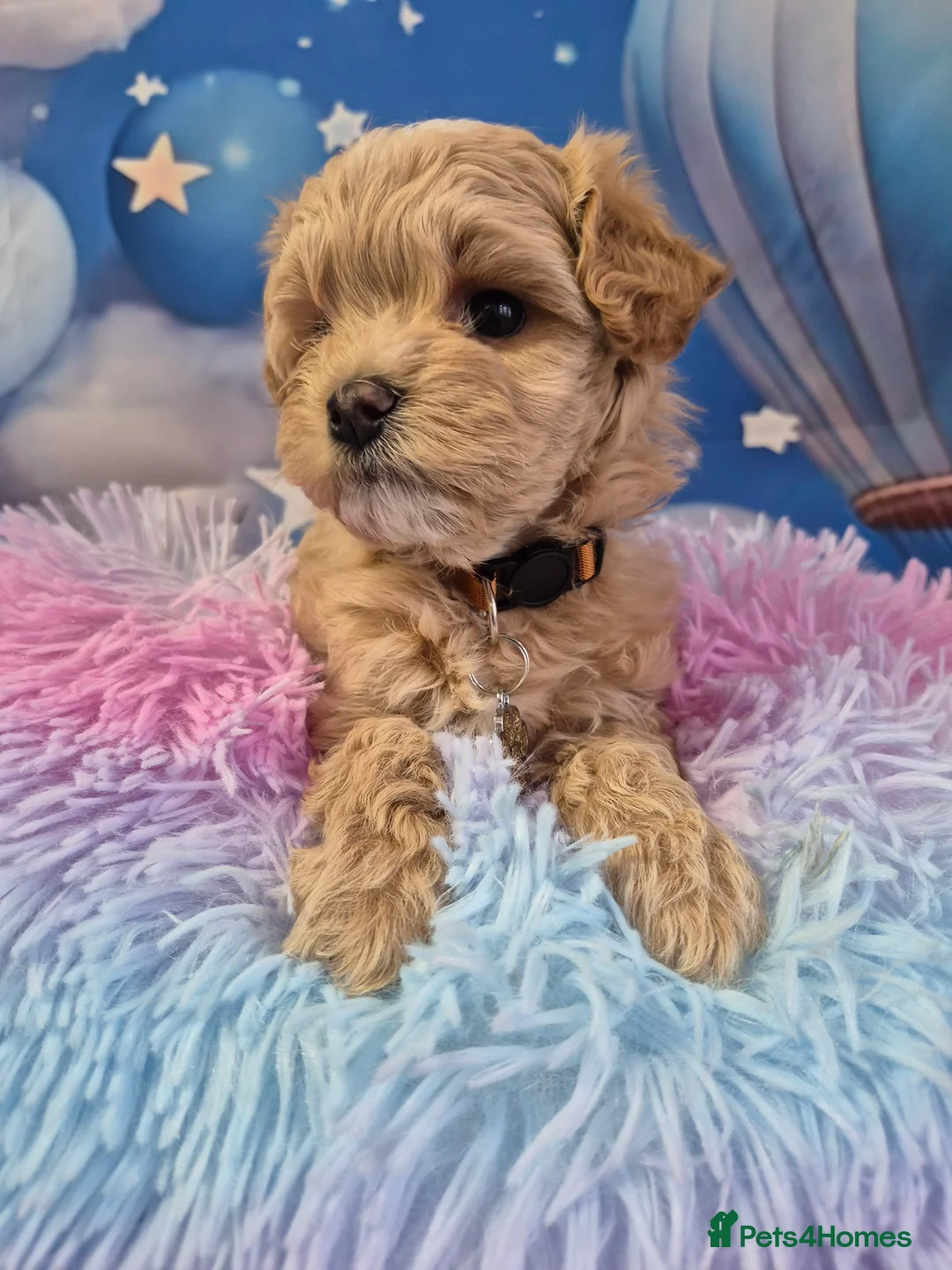Maltipoo dogs for sale: Stunning Toy F1 Apricot & Cream maltipoo's - Advert 29